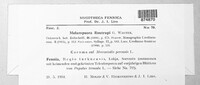 Melampsora rostrupii image